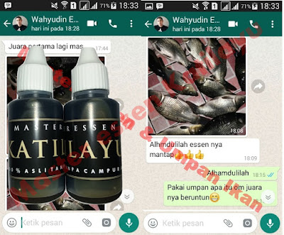 Cara Meracik Umpan Ikan Mas Dengan Essen Katilayu