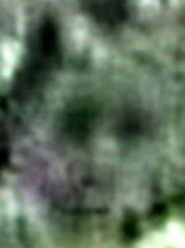 Bigfoot Research Identifying Unique Individuals