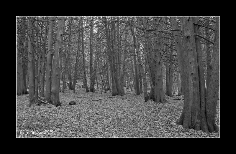 Scanlon Creek Conservation Area, Bradford