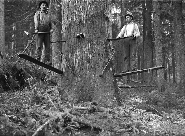 Two men sawing a larch tree