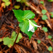 Trillium