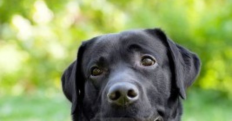 Cute Dogs: Cute Black Labrador retriever