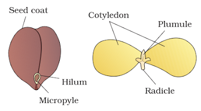 case study questions class 11 biology chapter 5