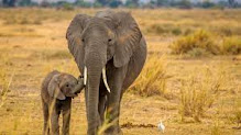 The photo shows an African elephant with cubs. An elephant is standing in the savanna, and the baby is following him. The elephant has huge ears, a long trunk and tusks. His skin is gray. The cub is smaller than an elephant and its tusks have not yet grown.