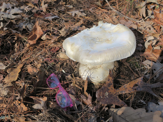 Mushrooms, Tannehill Ironworks Historical State Park, McCalla, Alabama. November 2020.