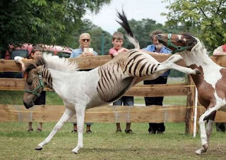 Zebroid = Zebra + Kuda