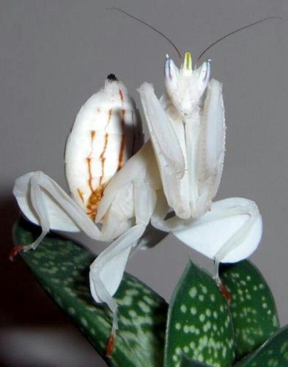 Mantis | A-Z List of 125 Rare Albino Animals [Pics]