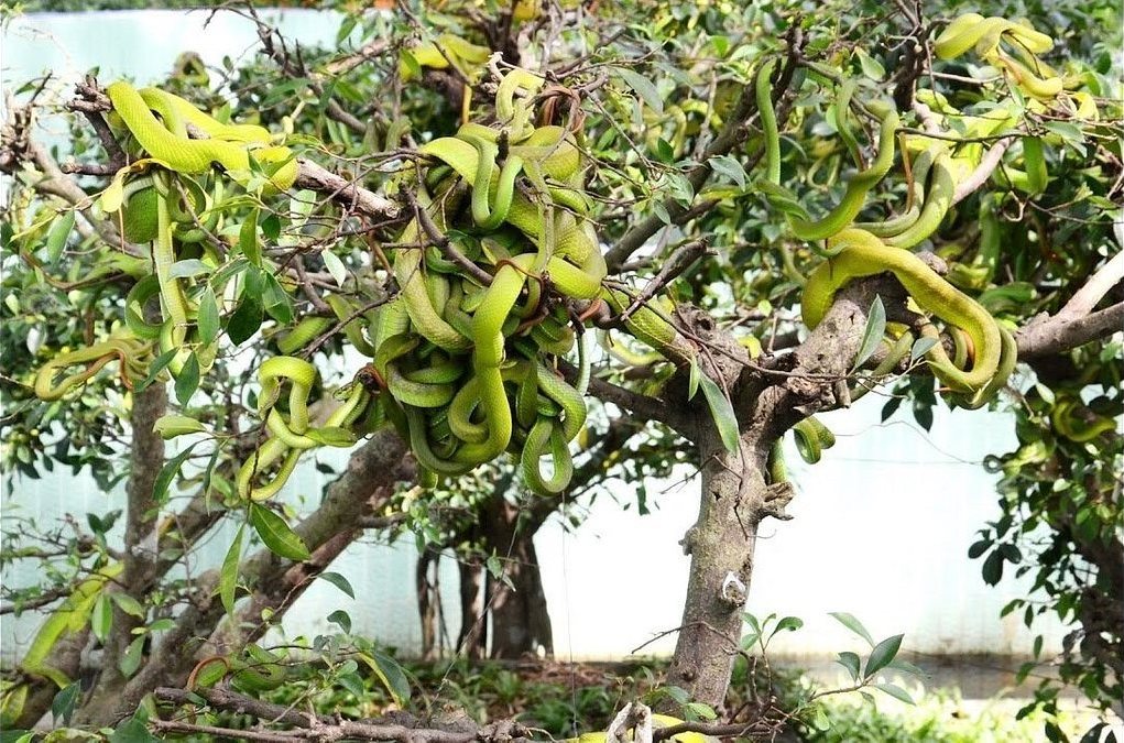 Eat a Snake in Hanoi, Vietnam