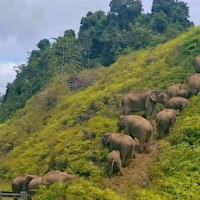 Tular sekumpulan gajah liar mendaki bukit mungkin petanda bencana alam akan berlaku