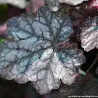 Ground Covers 2025