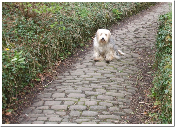 DSCF0585 Cobbles