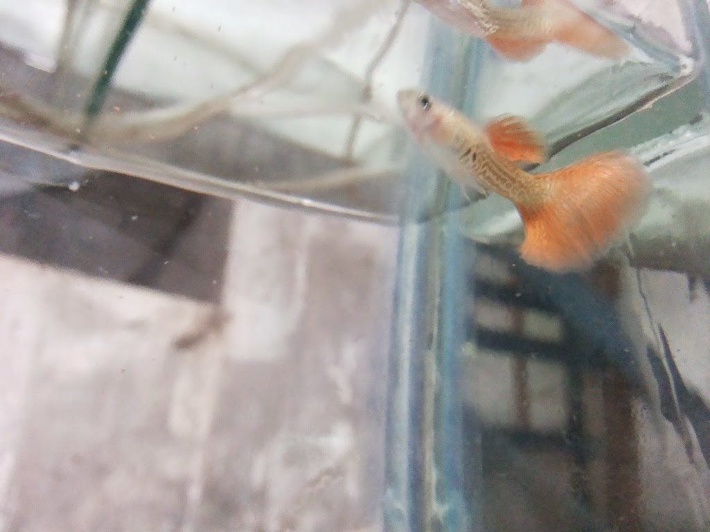 Guppy Import, Full Red , HB Black , HB Blue, Blue Mosaic ,Red Lace , Platinum Gold, Ikan Murah, Ikan Hias