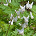 Pollination of Dutchman's Breeches ~ A Royal Affair