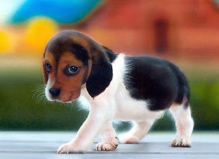 Beagle Dogs Wallpapers