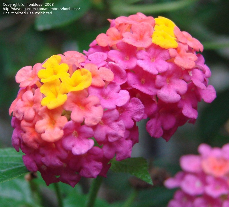 Lantana Flower india