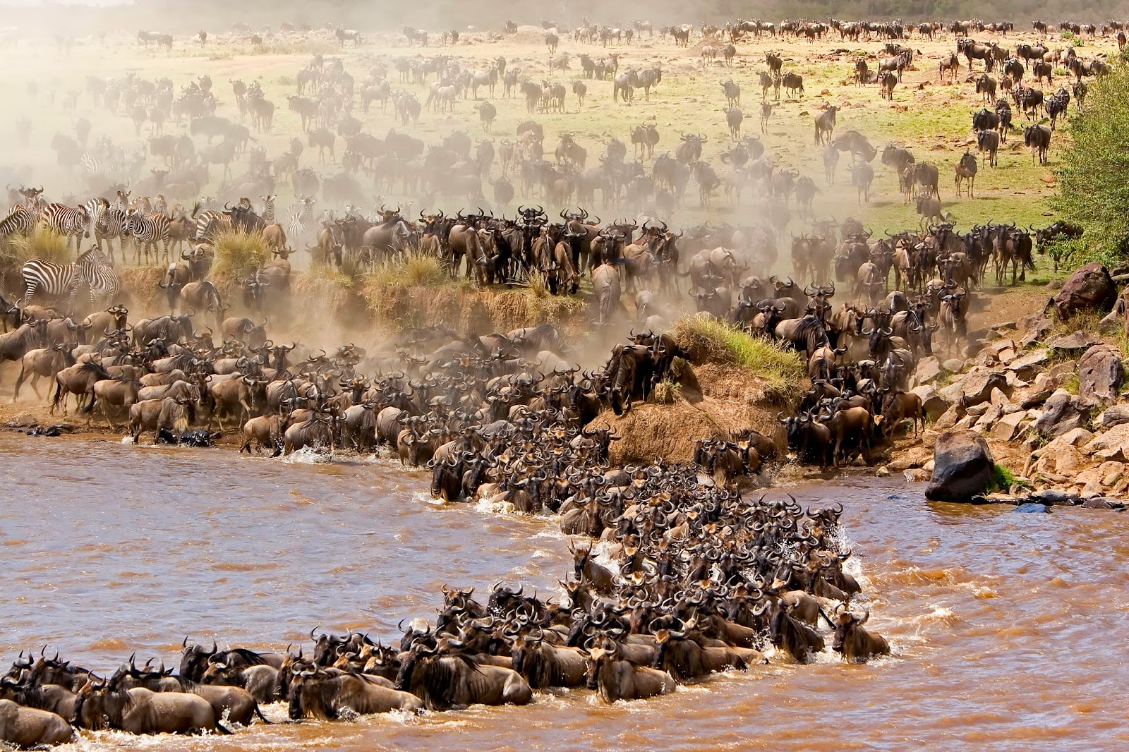 Mara river crossing Safari picture