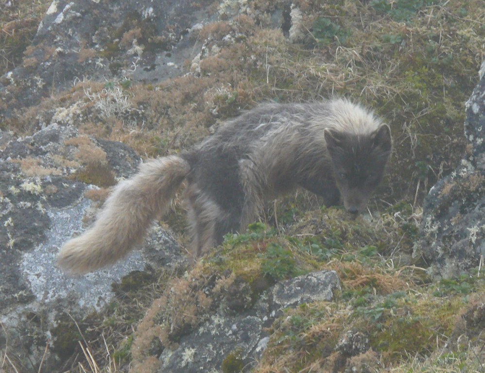 Arctic Fox, St. Paul Island,