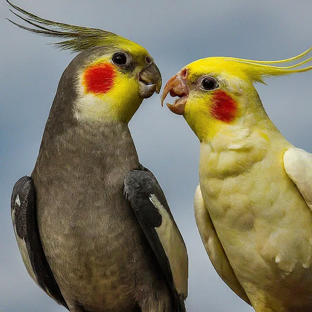 Majestic cockatiel bird photography