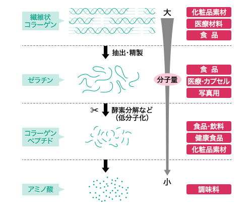 コラーゲン、ゼラチン、コラーゲンペプチドの違い