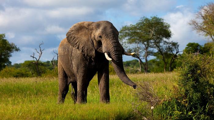 Bagaimana Membedakan Gajah Asia dan Gajah Afrika? Belajar Sampai Mati, belajarsampaimati.com, hoeda manis