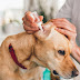 Drugs Known To Cause Sudden Onset Deafness in Dogs!