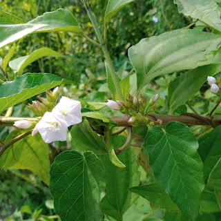 Rayutan (Jacquemontia paniculata) tumbuh di hutan jati di area terbuka. Hidup merambat pada semak-semak, dan berbunga di akhir musim penghujan