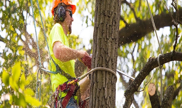 Tree removal Frankston