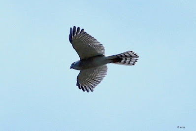 "Shikra, common raptor resident Mount Abu"