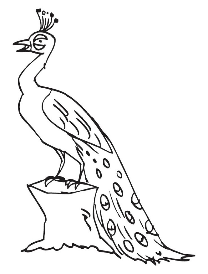 Sketsa Gambar Burung Merak