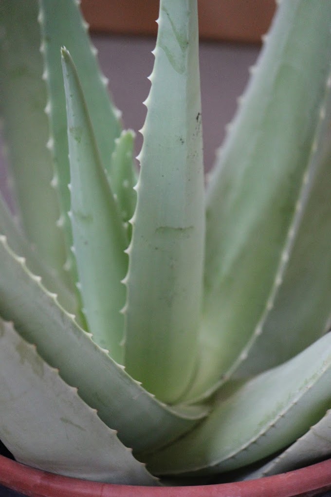 Básicos: los efectos del Aloe vera para la salud y belleza