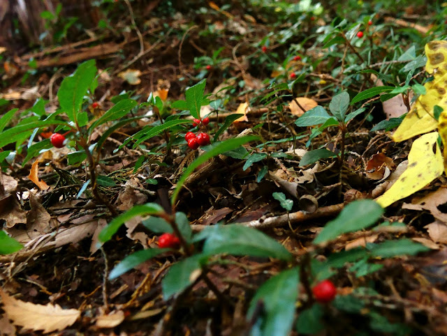 Ardisia japonica