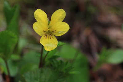 Viola orbiculata (Dark Woods Violet)