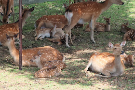 奈良公園 子鹿のお披露目会場