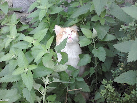 cat in bushes, funny cat photos