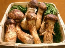 Matsutake