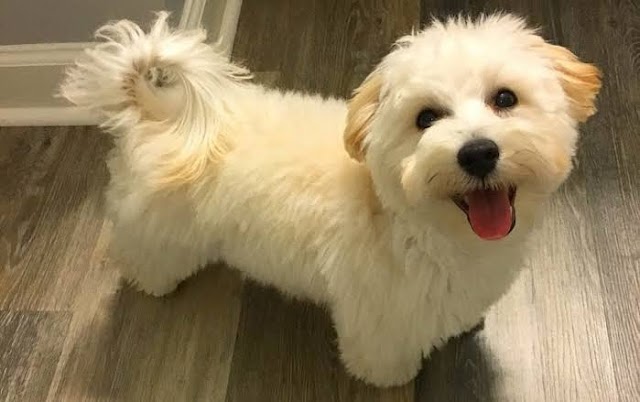 Designer Dogs How to breed dogs.