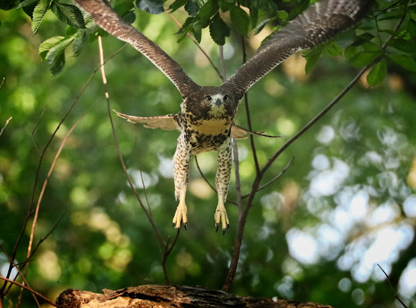 Tompkins Square red-tailed hawk fledgling taking off