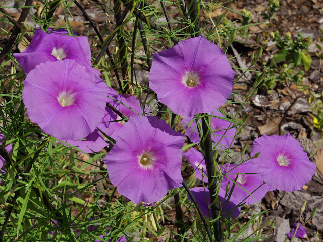 Ipomoea ternifolia var. leptotoma