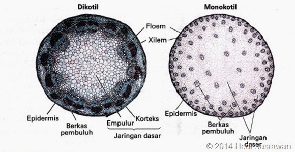 Organ Batang pada Tumbuhan mafiabajigur