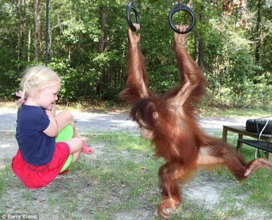 The baby orangutan and a little girl