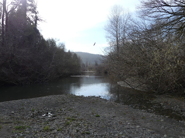 vulture over the water