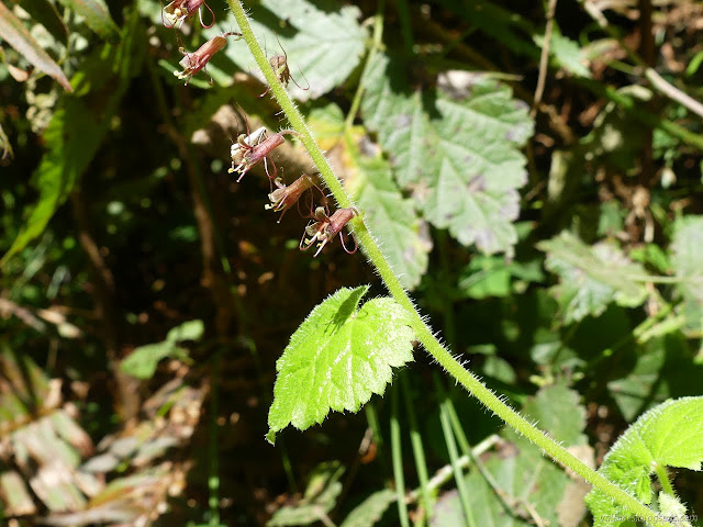 brown-red tubes with long tendrals along a stalk