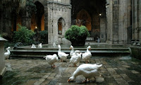 Ocas de la Catedral de Barcelona