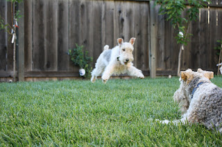 Wire Fox Terriers at The Tipsy Terrier blog