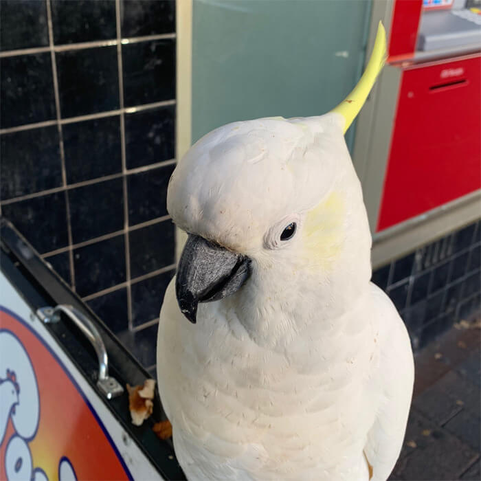 Clever Cockatoo Tore Down Anti-Bird Spikes And Threw Them To The Ground