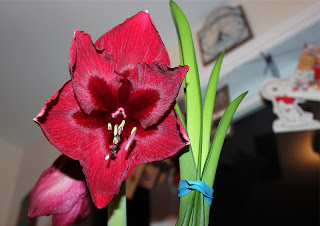 Amaryllis