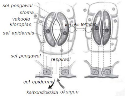 Membuka menutupnya stomata merupakan nasti kompleks