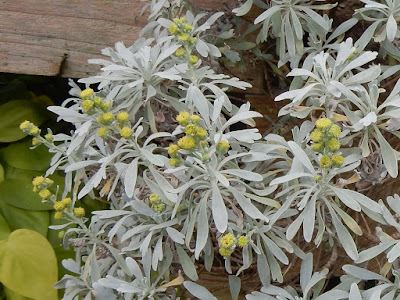 蘄艾（芙蓉菊）