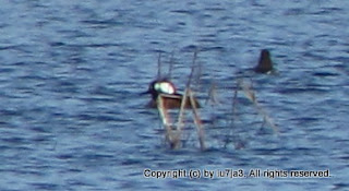 Hooded Mergansers