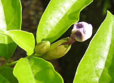 番茉莉的花